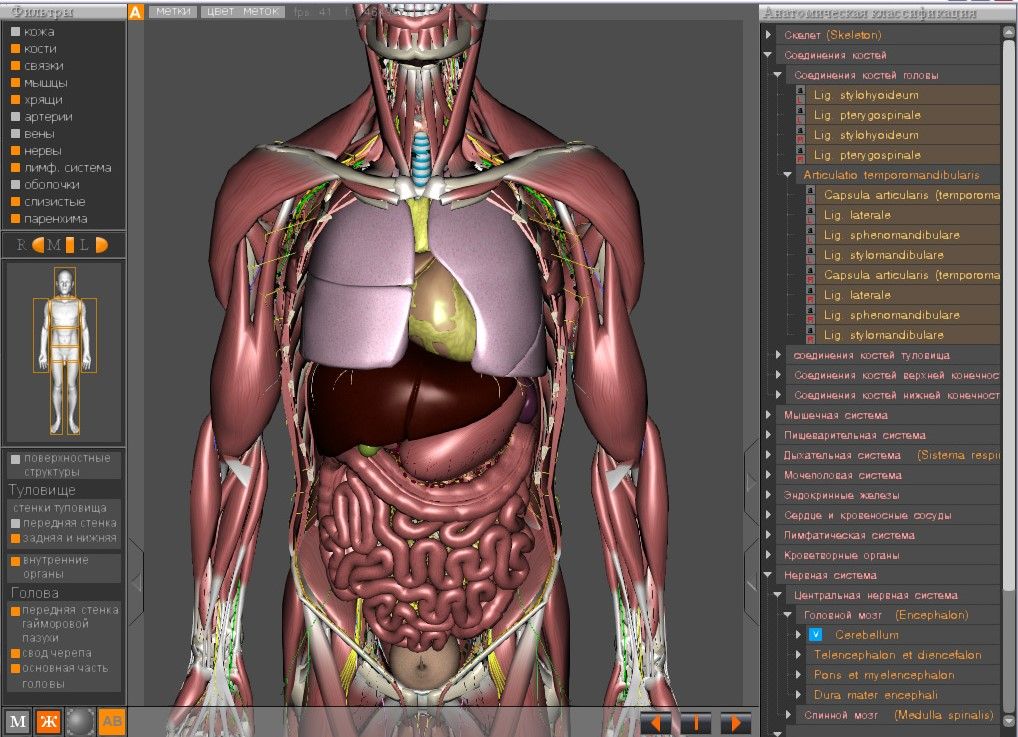 3D-программа Виртуальная Анатомия